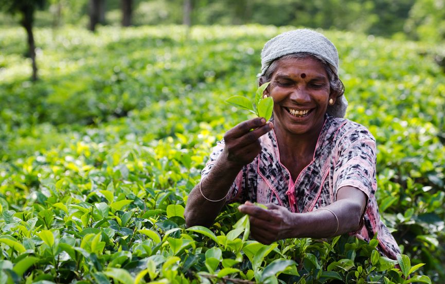 A joyful woman picks tea leaves in a lush green plantation, showcasing her skills and connection to the land.