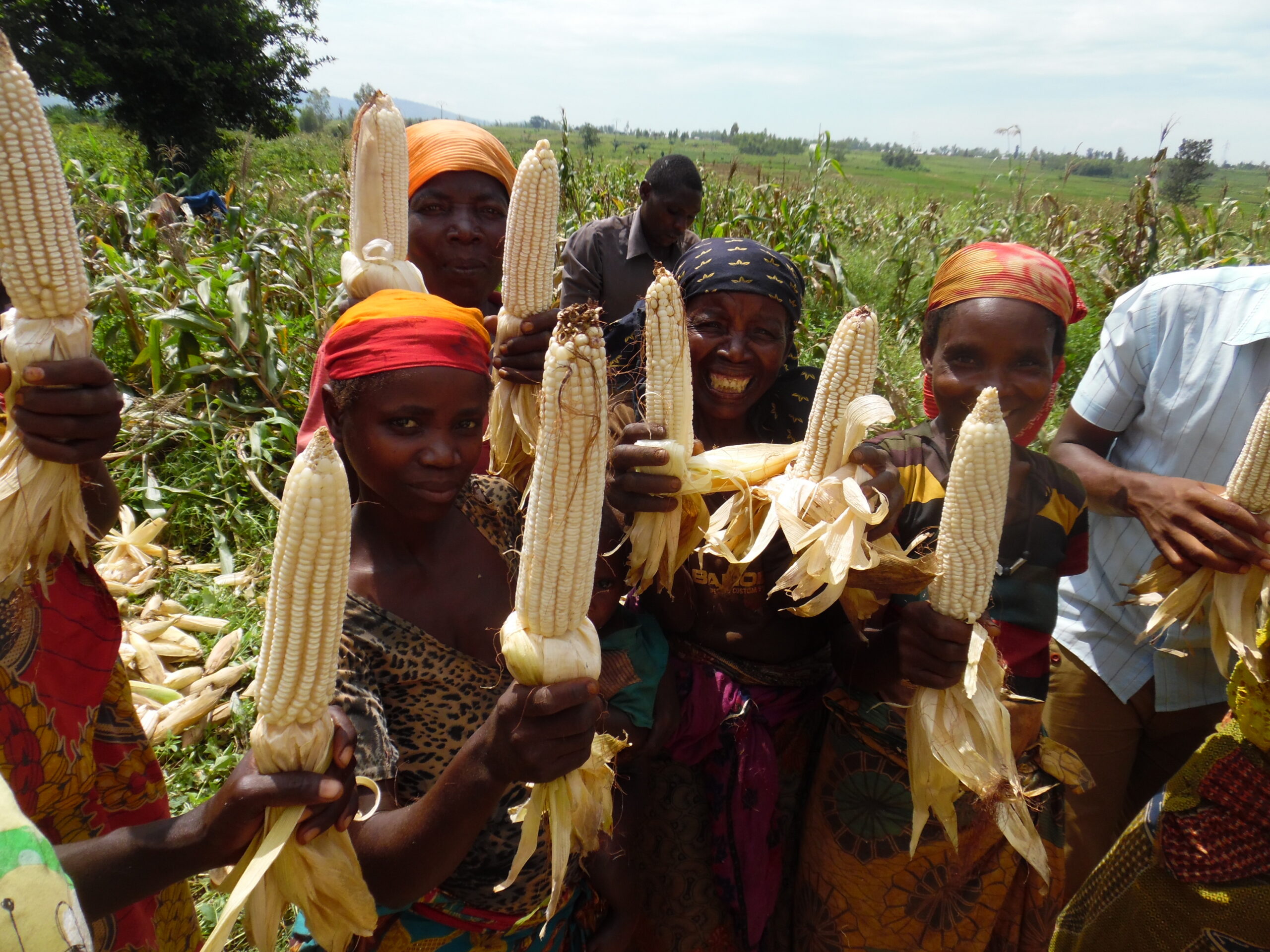 A group of women in colorful attire, jubilantly holding harvested corn ears in a lush green field.